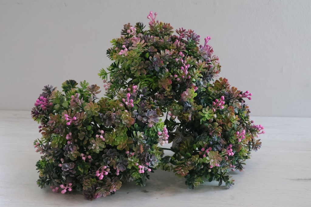 Arbustro Ornamental de Suculentas e Bagas